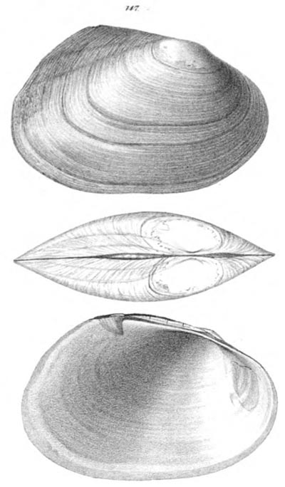specimen image from publication