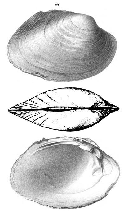 specimen image from publication