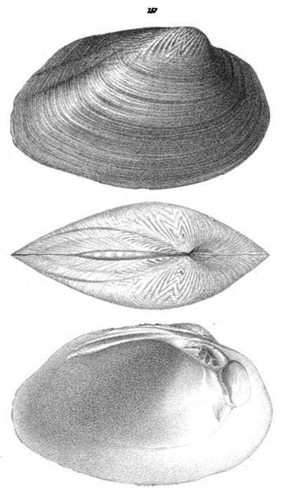 specimen image from publication