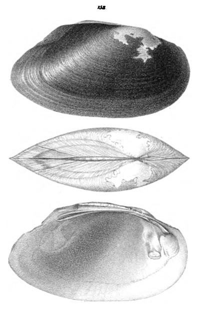 specimen image from publication