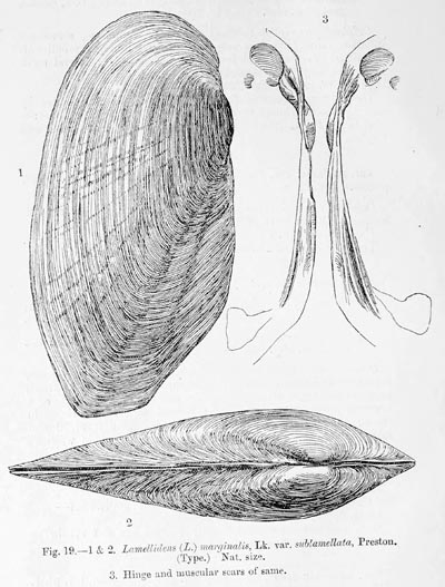 specimen image from publication