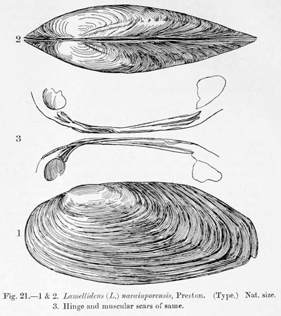 specimen image from publication