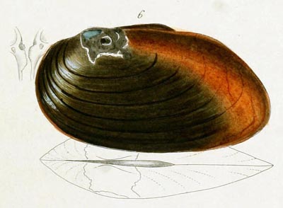 specimen image from publication