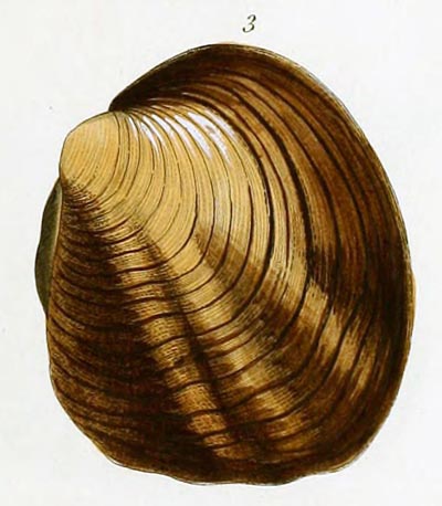specimen image from publication