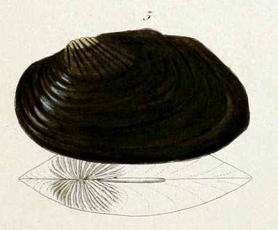 specimen image from publication