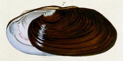 specimen image from publication
