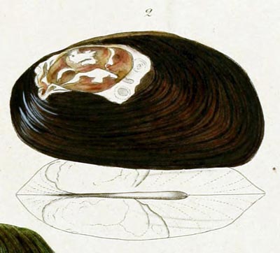 specimen image from publication