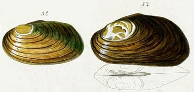 specimen image from publication