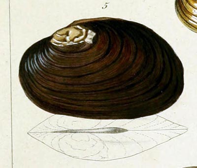 specimen image from publication