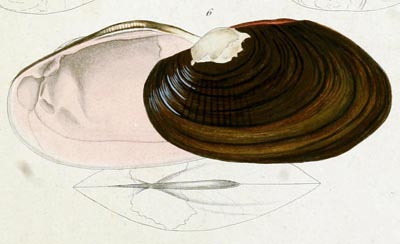 specimen image from publication