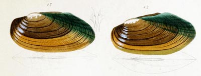 specimen image from publication