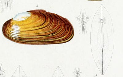 specimen image from publication