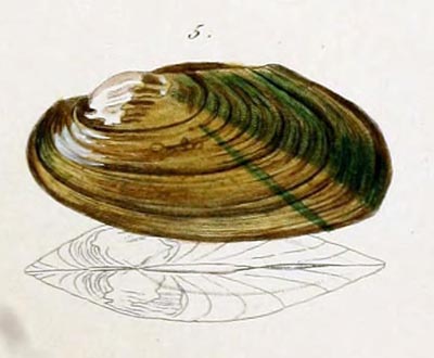 specimen image from publication