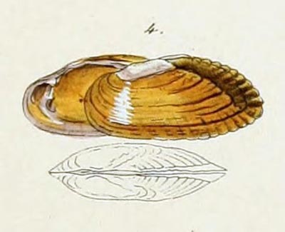 specimen image from publication