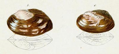 specimen image from publication