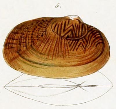 specimen image from publication