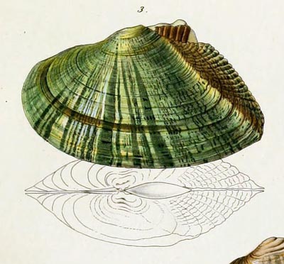 specimen image from publication
