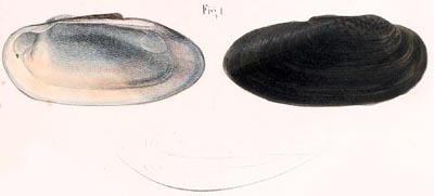specimen image from publication