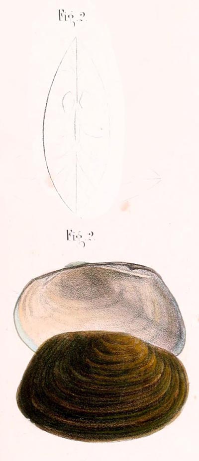 specimen image from publication