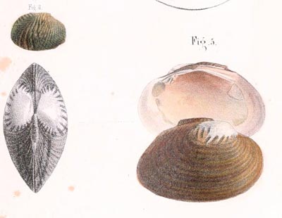 specimen image from publication