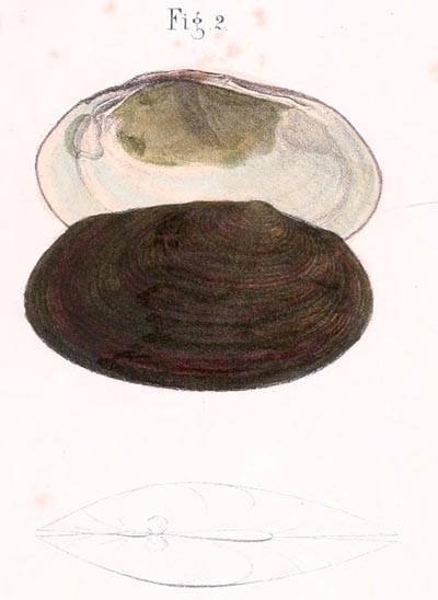 specimen image from publication