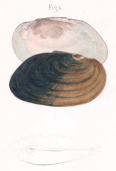 specimen image from publication