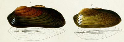 specimen image from publication