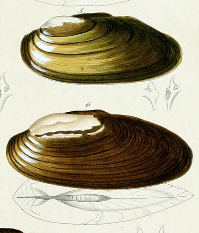 specimen image from publication