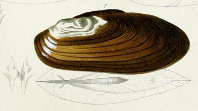 specimen image from publication