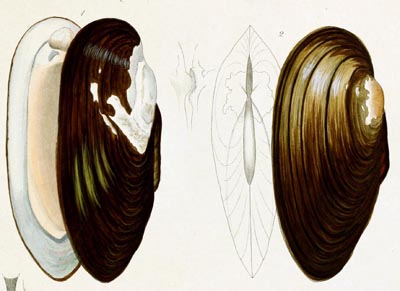 specimen image from publication