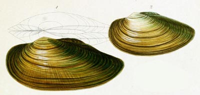 specimen image from publication