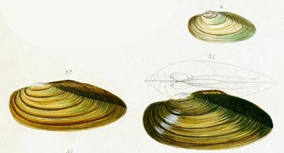 specimen image from publication