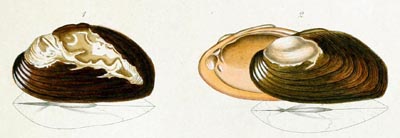 specimen image from publication