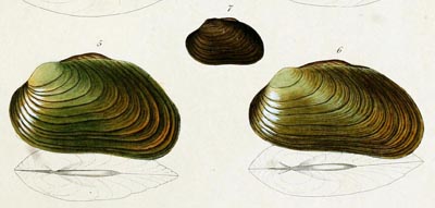 specimen image from publication