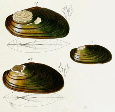 specimen image from publication