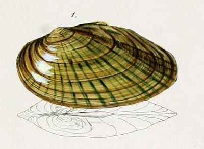 specimen image from publication