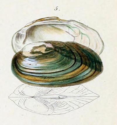 specimen image from publication