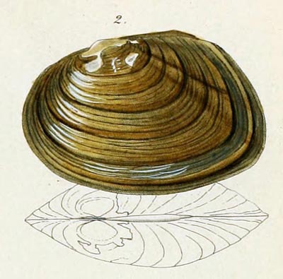 specimen image from publication