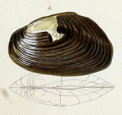 specimen image from publication