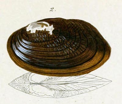specimen image from publication