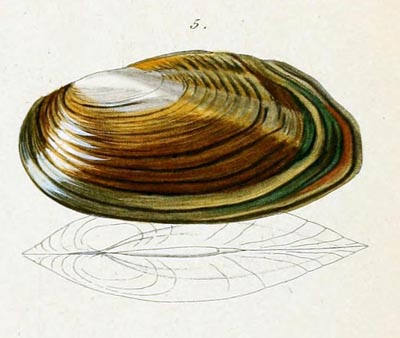 specimen image from publication