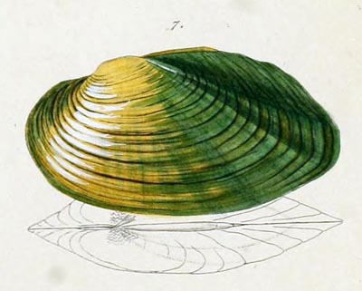 specimen image from publication