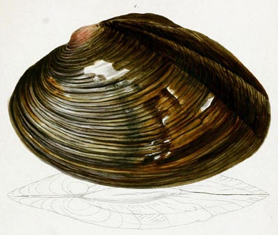 specimen image from publication