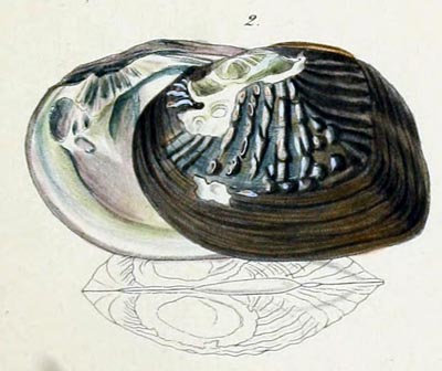 specimen image from publication
