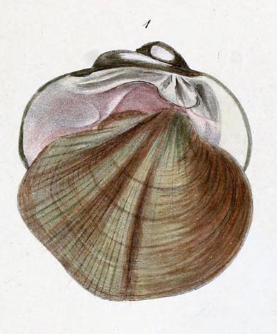specimen image from publication