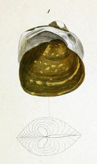 specimen image from publication