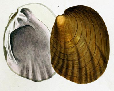 specimen image from publication