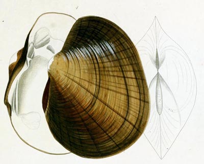 specimen image from publication