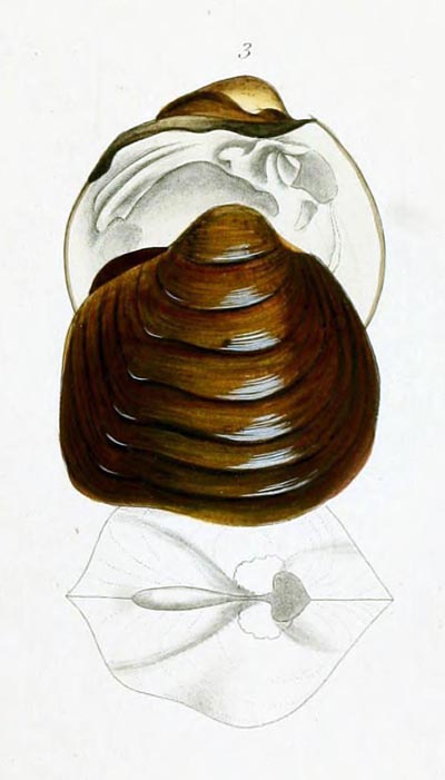 specimen image from publication