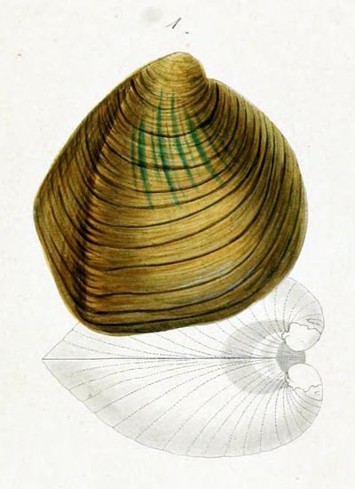 specimen image from publication